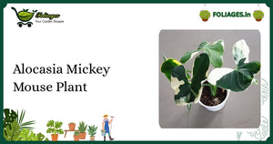Alocasia Mickey Mouse Plant Care India: Unique Leaf Shape Tips