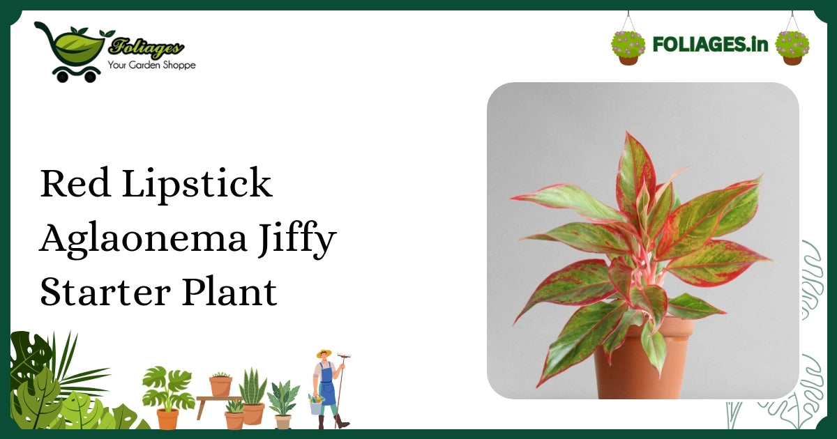 Red Lipstick Aglaonema Jiffy Starter Plant Care in India