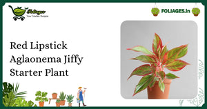 Red Lipstick Aglaonema Jiffy Starter Plant Care in India