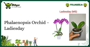 Phalaenopsis Orchid – Ladiesday Care Guide for Indian Homes