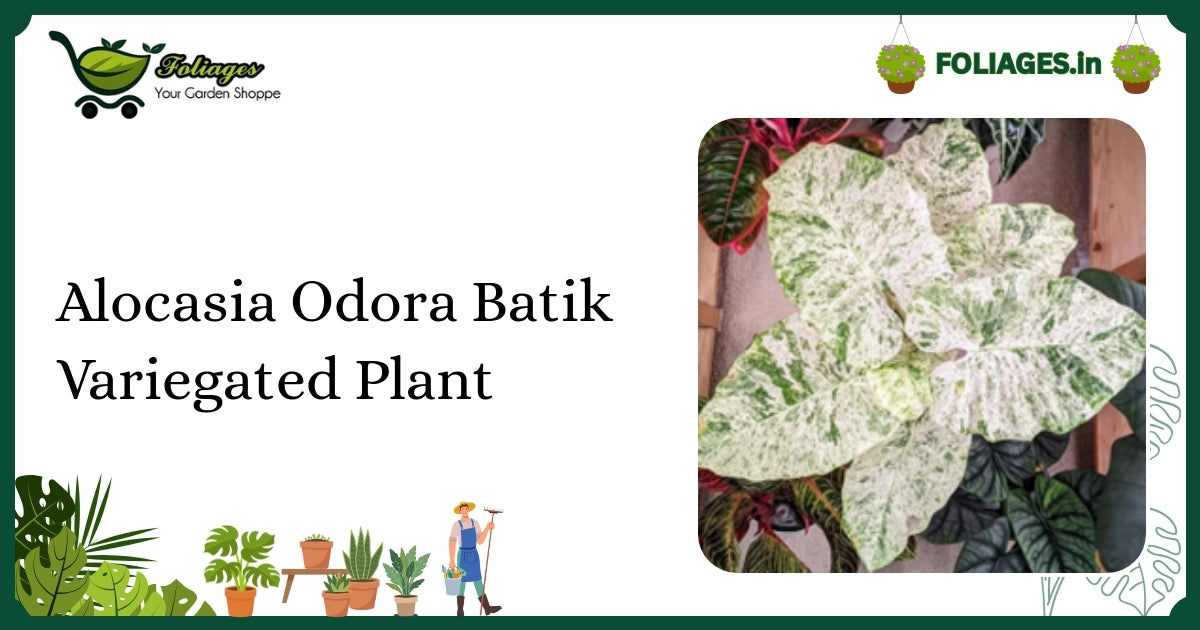 Alocasia Odora Batik Variegated Plant Care Guide for India