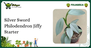 Philodendron Silver Sword Care India: Keeping Silvery Leaves Healthy