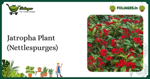 Bright Red Flowering Jatropha Plant Care in India