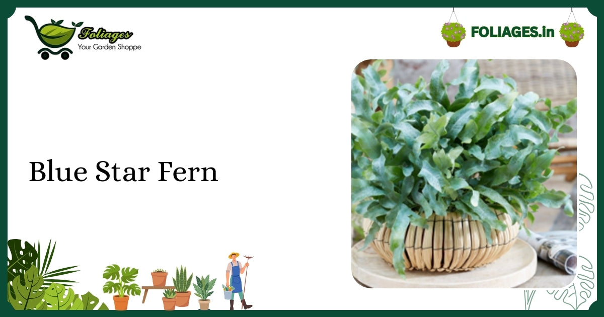 Blue Star Fern Care India: Tissue-Cultured Powdery Blue Fronds