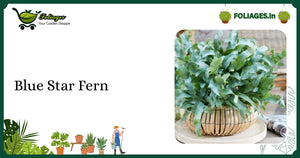 Blue Star Fern Care India: Tissue-Cultured Powdery Blue Fronds
