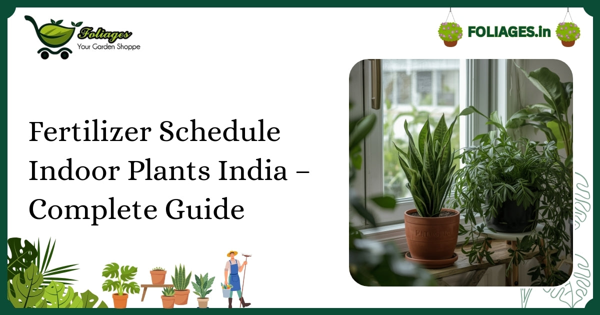 Fertilizer Schedule Indoor Plants India – Complete Guide