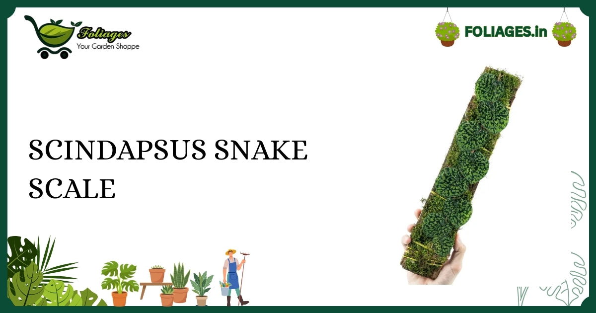 Scindapsus Snake Scale Care: Rare Lime Green Splodges Explained