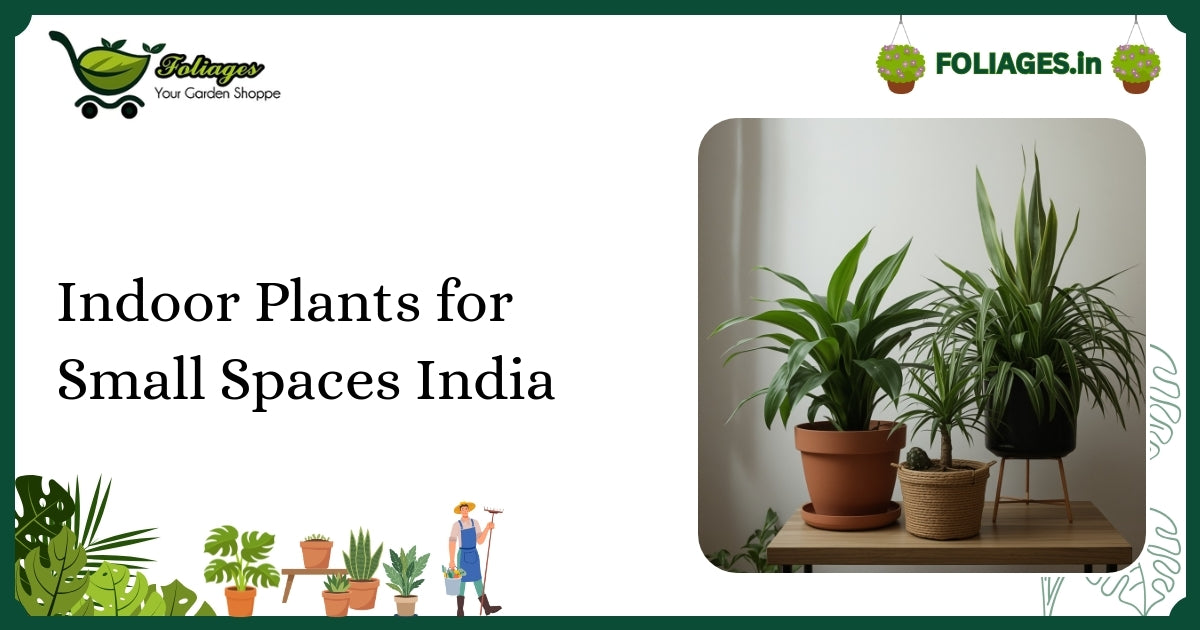 Indoor Plants for Small Spaces India: Care and Tips
