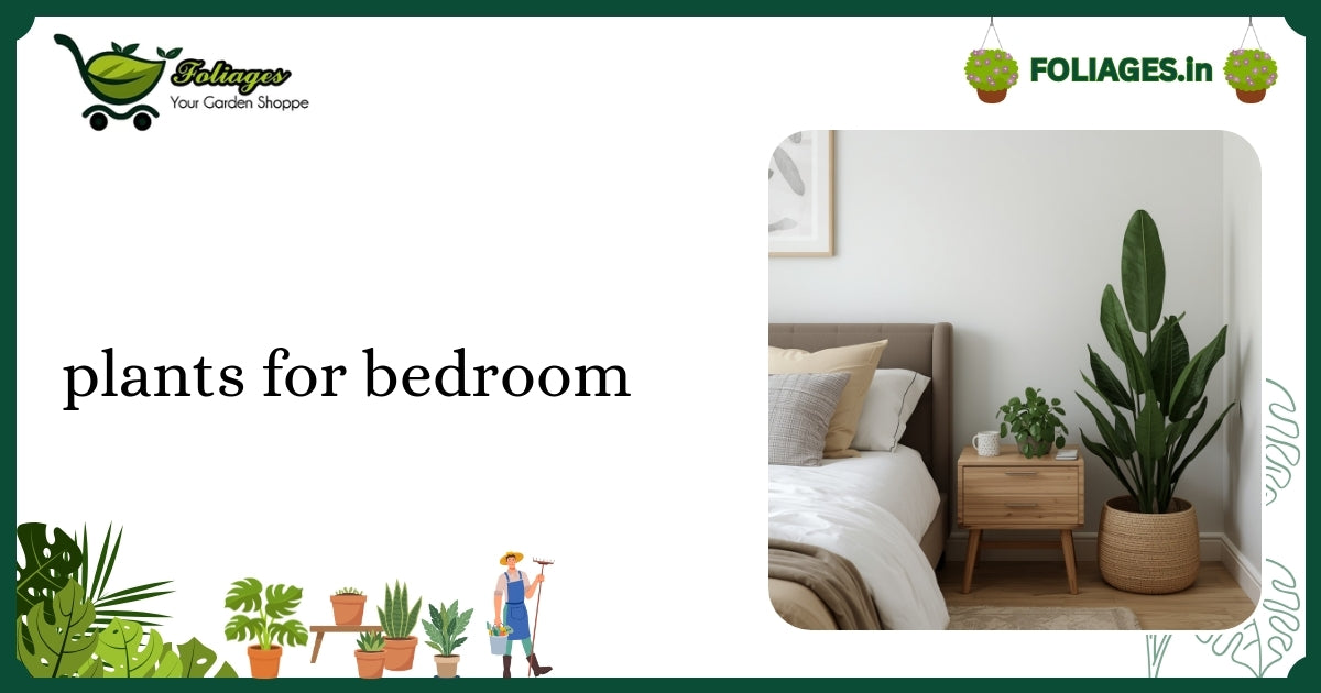 Plants for Bedroom: A Practical Guide for Indian Plant Lovers