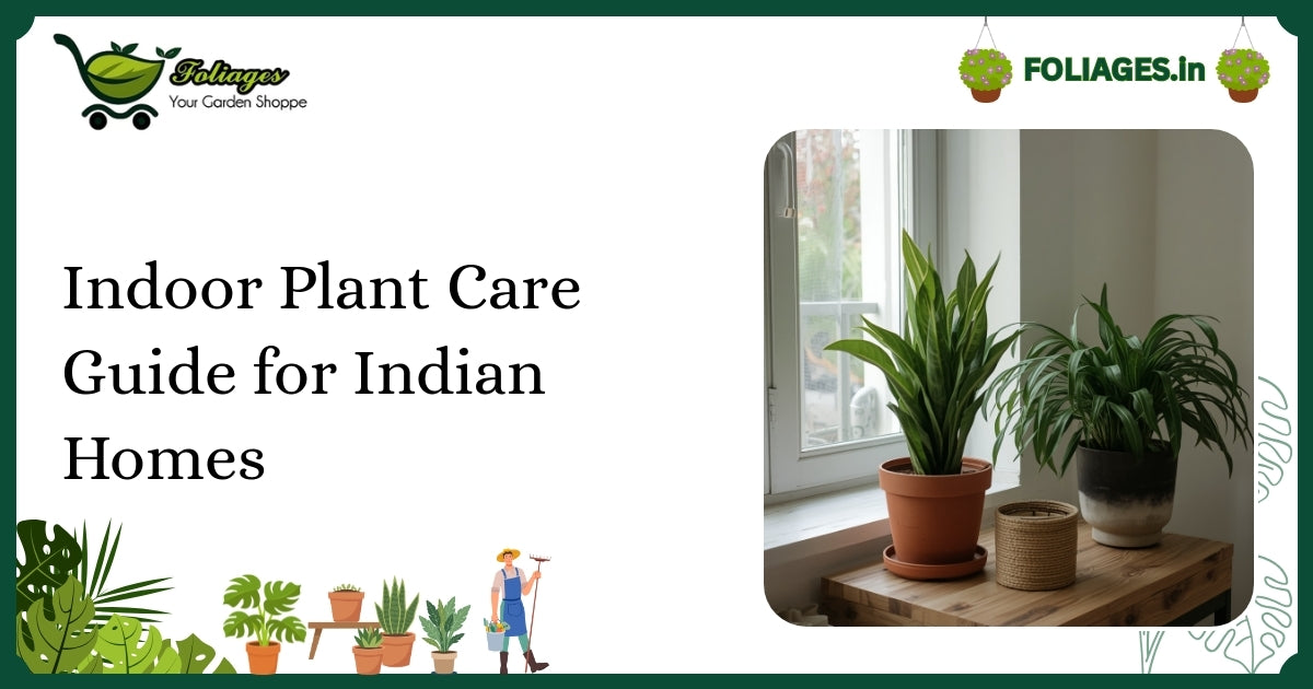 Indoor Plant Care Guide for Indian Homes: Practical Tips