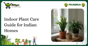 Indoor Plant Care Guide for Indian Homes: Practical Tips