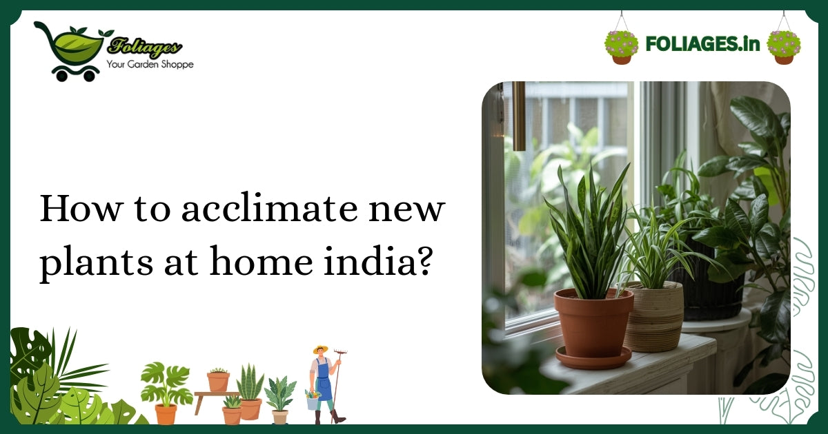 How to Acclimate New Plants at Home India? A Practical Guide
