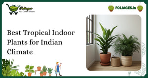 Best Tropical Indoor Plants for Indian Climate: A Complete Guide