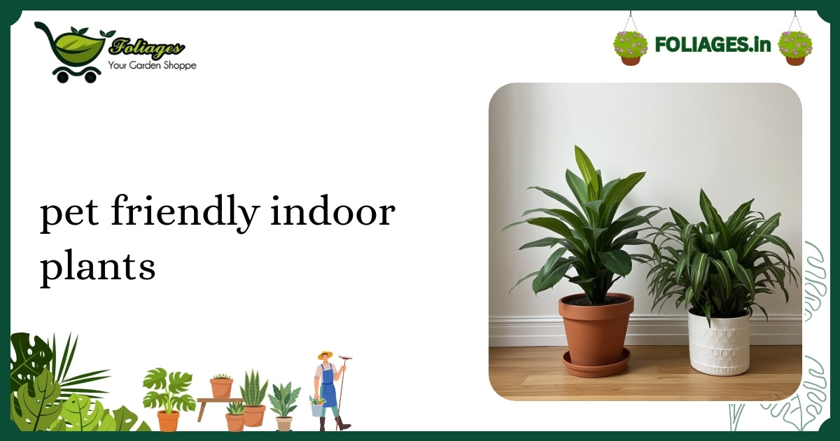 Pet Friendly Indoor Plants: Care Guide for Indian Homes