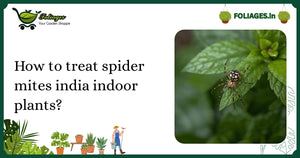 How to Treat Spider Mites on India Indoor Plants Effectively
