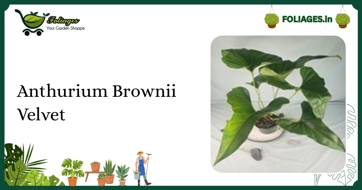 Anthurium Brownii Velvet Care: Deep Emerald Velvet Leaves in India