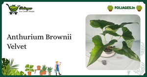 Anthurium Brownii Velvet Care: Deep Emerald Velvet Leaves in India