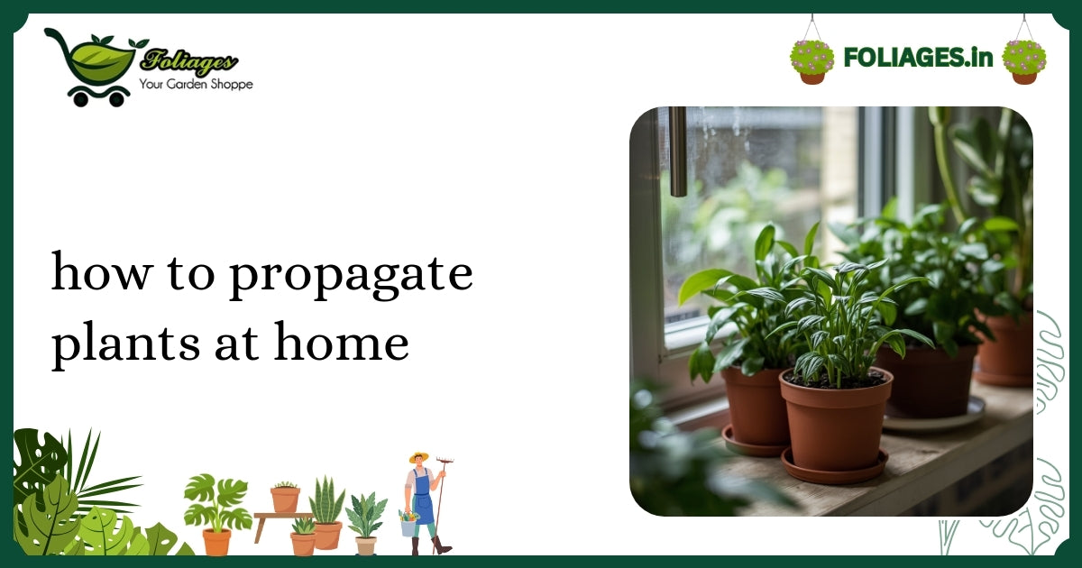 How to Propagate Plants at Home: A Practical Guide for India