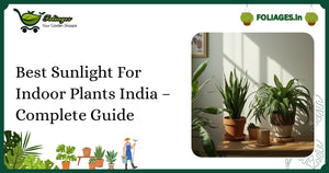 Best Sunlight For Indoor Plants India – Complete Guide