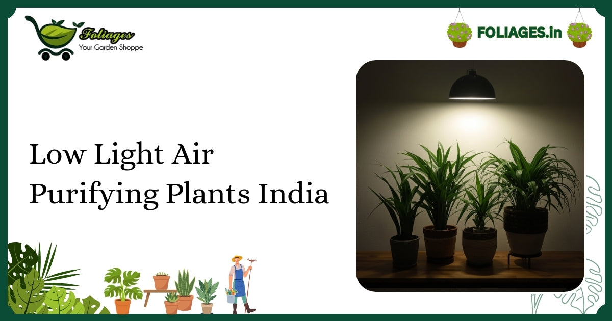 Low Light Air Purifying Plants India: Care & Buying Guide