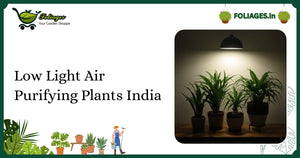 Low Light Air Purifying Plants India: Care & Buying Guide
