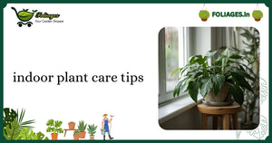 Essential Indoor Plant Care Tips for Indian Plant Lovers