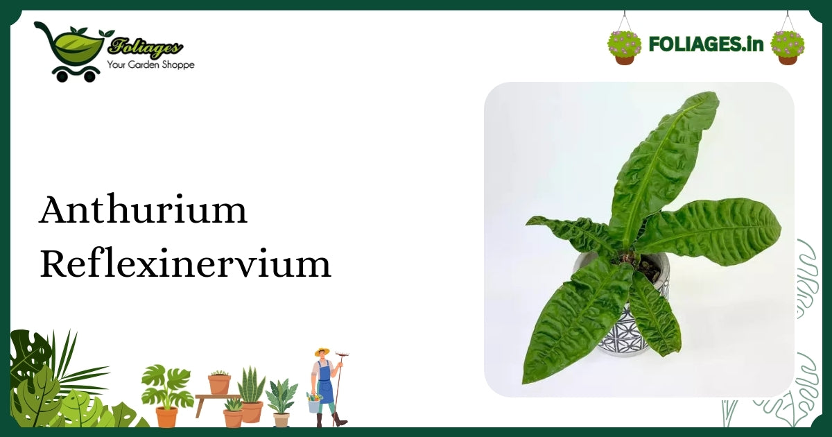 Anthurium Reflexinervium Care India: Rare Deeply Veined Dark Green Foliage