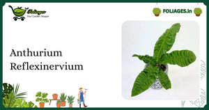 Anthurium Reflexinervium Care India: Rare Deeply Veined Dark Green Foliage