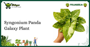 Syngonium Panda Galaxy Plant Care: Keeping Variegation Stable in India