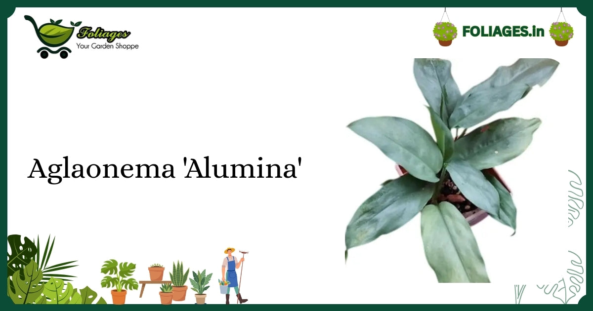 Aglaonema 'Alumina' Care Guide: Silvery-Green Variegation in India