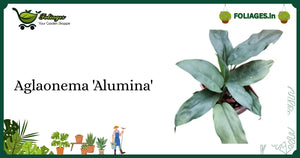 Aglaonema 'Alumina' Care Guide: Silvery-Green Variegation in India