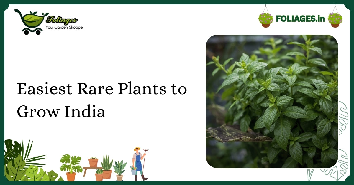 Easiest Rare Plants to Grow India: A Practical Guide