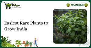 Easiest Rare Plants to Grow India: A Practical Guide