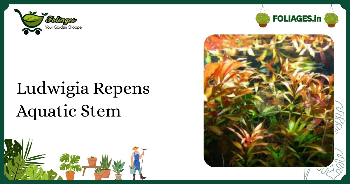 Ludwigia Repens Aquatic Stem Care: Vibrant Olive to Red Foliage