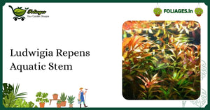 Ludwigia Repens Aquatic Stem Care: Vibrant Olive to Red Foliage