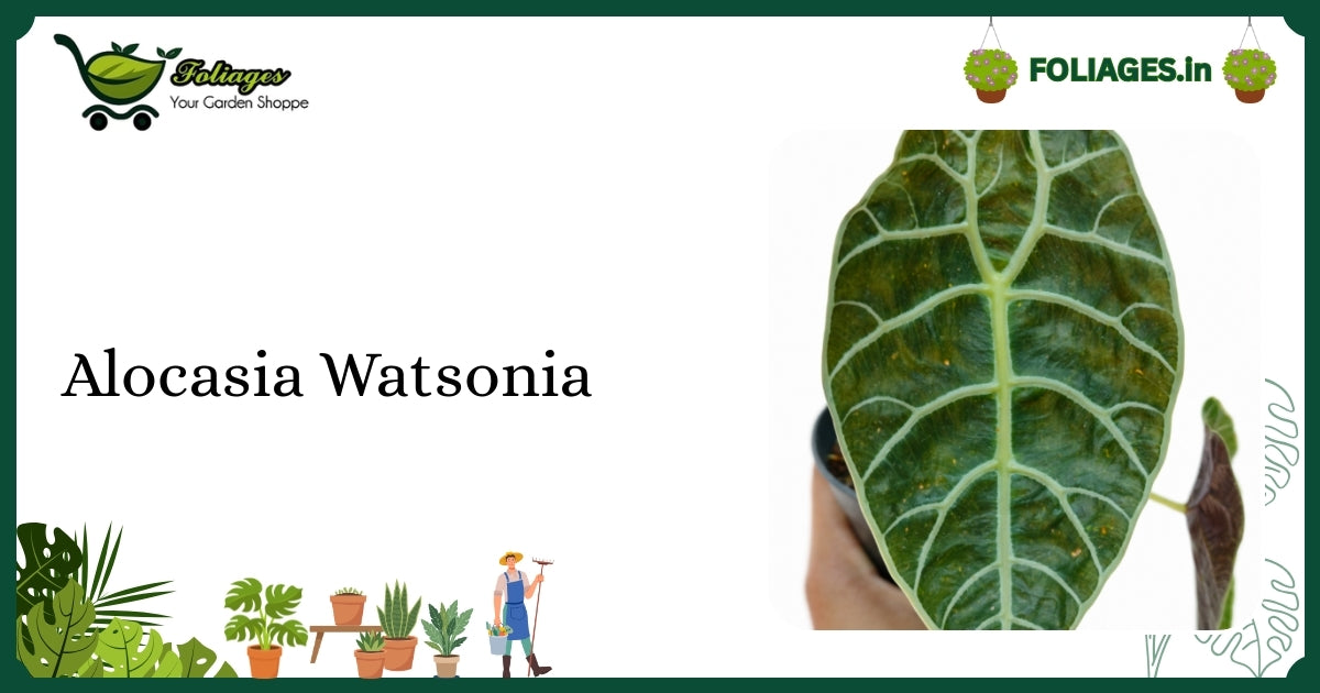 Alocasia Watsonia Care India: Deep Green Leaves with Silvery Veins