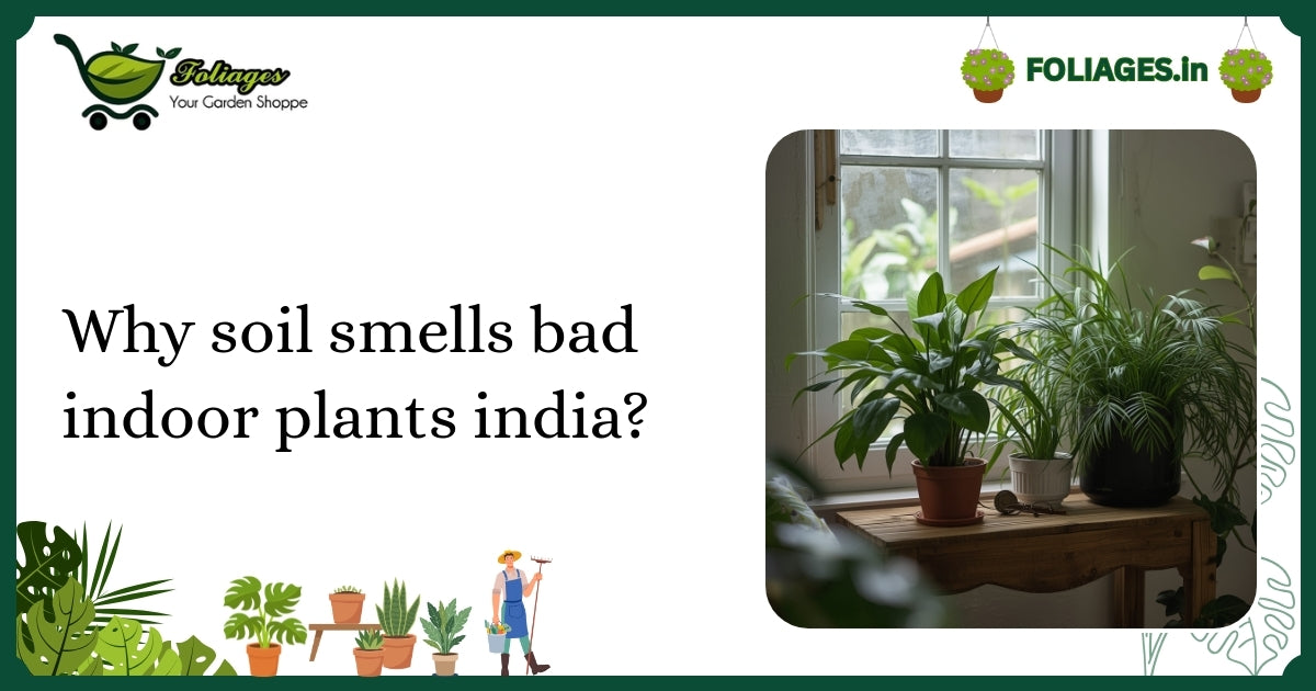 Why Soil Smells Bad in Indoor Plants India? Causes & Care