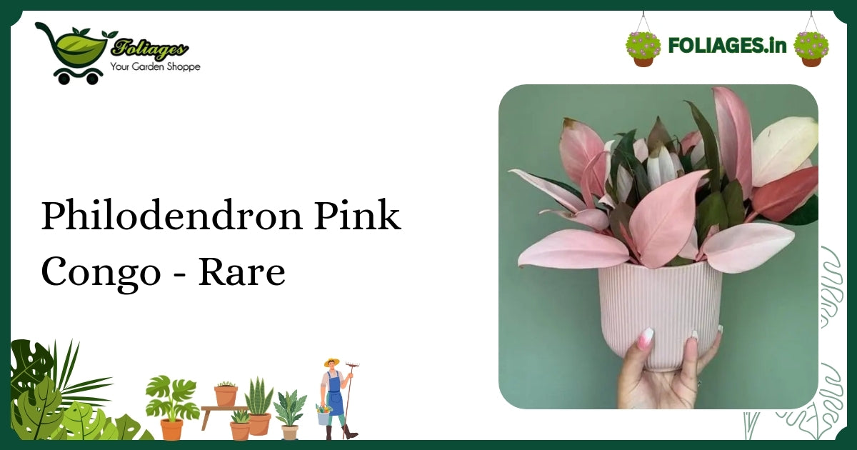 Philodendron Pink Congo - Rare Care: Keep Its Vibrant Pink in India