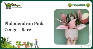 Philodendron Pink Congo - Rare Care: Keep Its Vibrant Pink in India