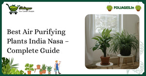 Best Air Purifying Plants India Nasa – Complete Guide
