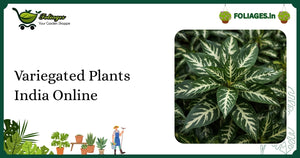 Variegated Plants India Online: Care, Varieties, and Buying Guide