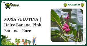 Musa Velutina Care India: Growing the Rare Pink-Flowered Hairy Banana