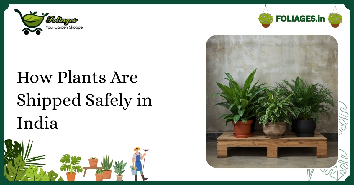 How Plants Are Shipped Safely in India: A Complete Guide