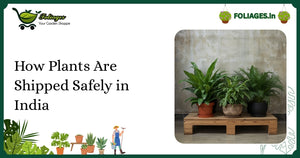 How Plants Are Shipped Safely in India: A Complete Guide