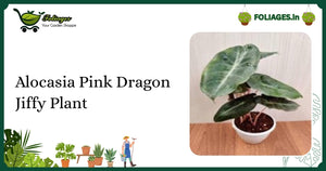 Alocasia Pink Dragon Jiffy Plant Care: Metallic Green Leaves & Pink Stems