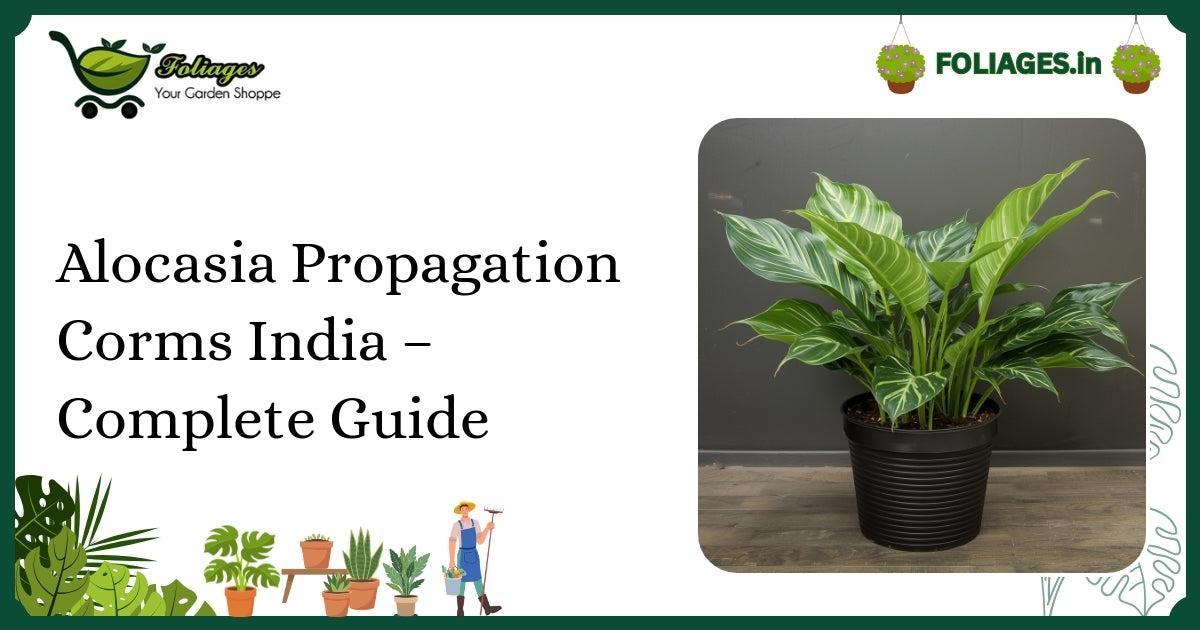 Alocasia Propagation Corms India – Complete Guide