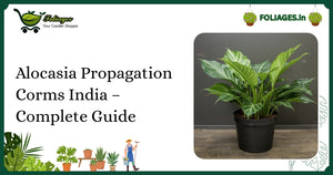 Alocasia Propagation Corms India – Complete Guide