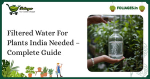Filtered Water For Plants India Needed – Complete Guide