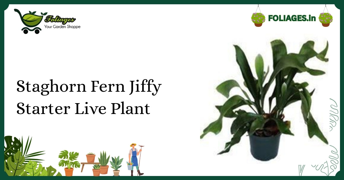 Staghorn Fern Jiffy Starter Live Plant Care: Compact Antler Fronds