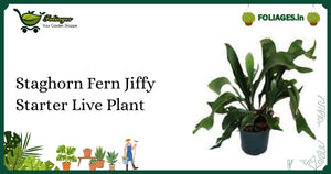 Staghorn Fern Jiffy Starter Live Plant Care: Compact Antler Fronds